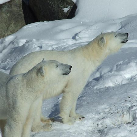 Lapland Igloo Hotel Ranua Kültér fotó